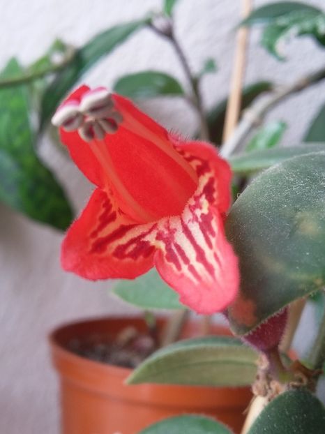 Aeschinanthus Lobbianus  (24-03-2020) - Gesneriaceae 2020