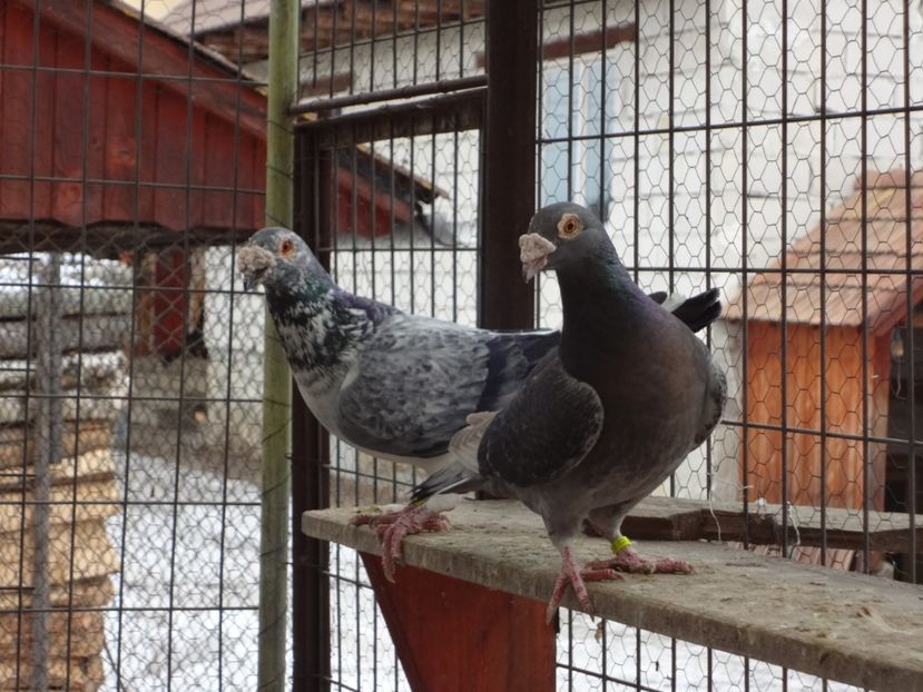  - 05-VOIAJORI STIL VECHI 2016-2020