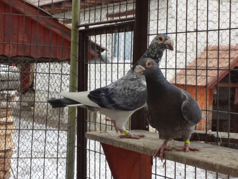 2019 - 05-VOIAJORI STIL VECHI 2016-2020
