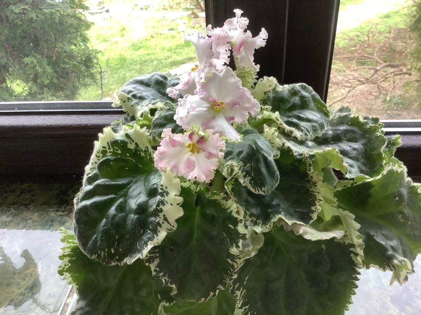  - Buckeye Irish Lace