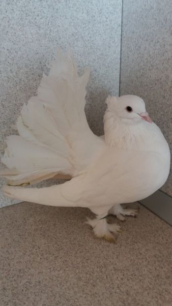 F 2019 vanduta - De vanzare voltati