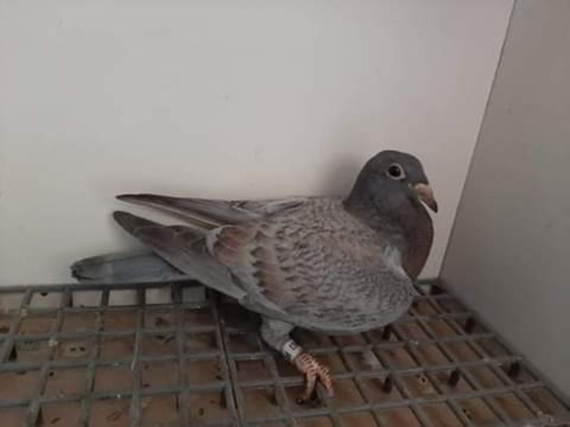  - NU AMI APARTIN 2020