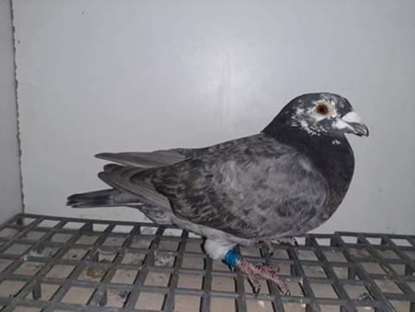  - NU AMI APARTIN 2020