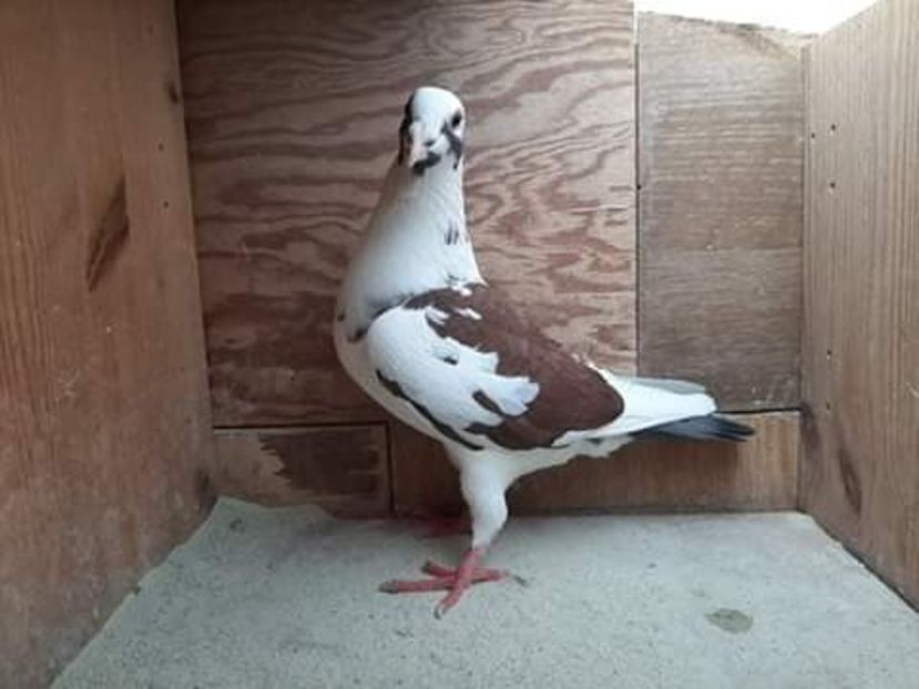  - NU AMI APARTIN 2020