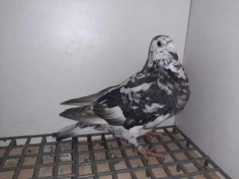  - NU AMI APARTIN 2020