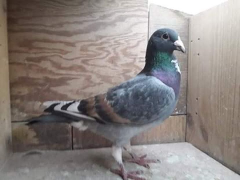  - NU AMI APARTIN 2020