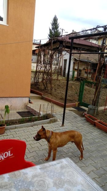  - paza curti