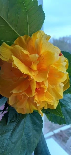 - Hibiscus 2015-2024