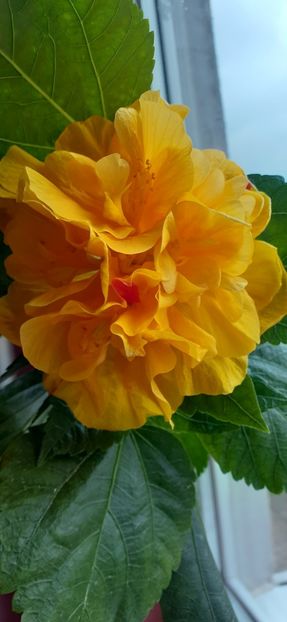 Koening - Hibiscus 2015-2024