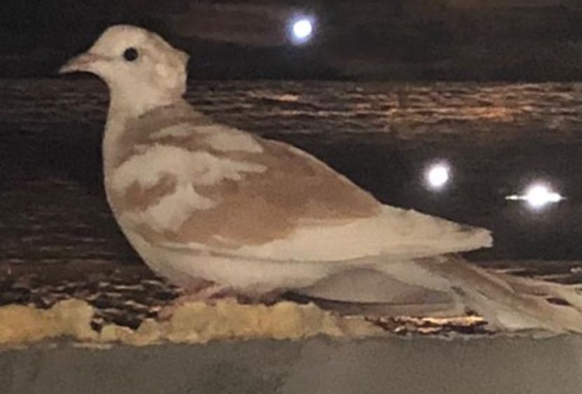 F5E34E6C-C46B-4F19-876F-12534D2E8871 - Ornament