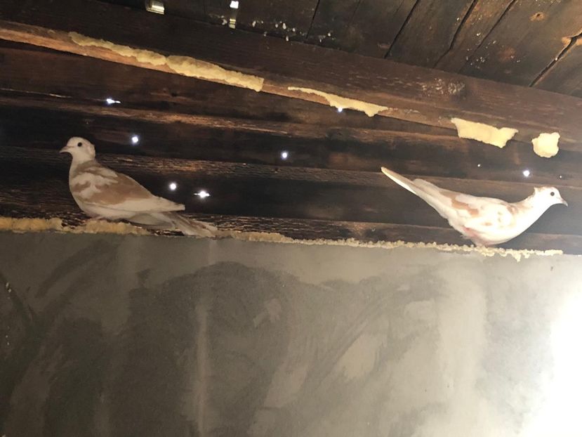 0E7E2AB4-25E0-464D-9736-48B104E5DDC9 - Ornament