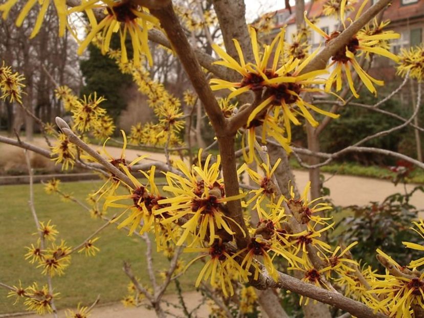 hamamelis-virginiana - Noutati 2020