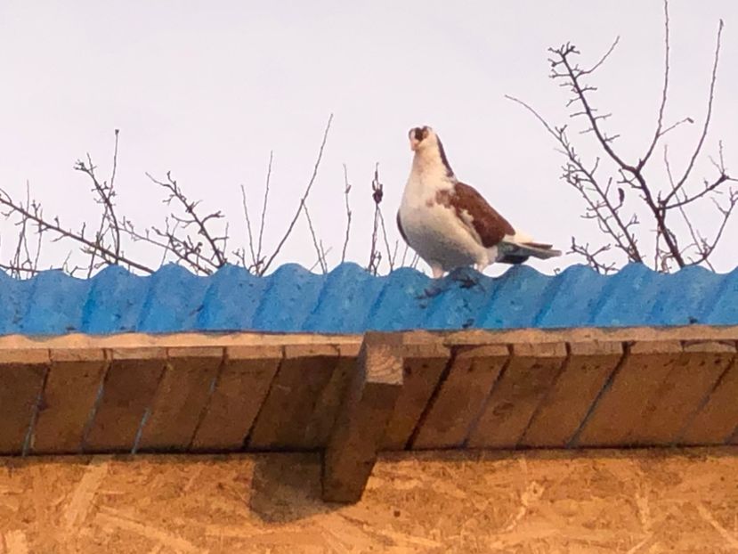  - 00000001 pe afară