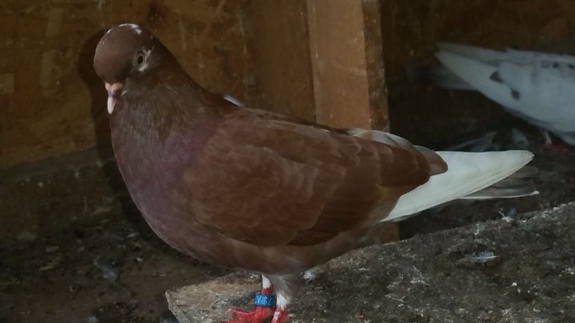  - Rolleri de Birmingham