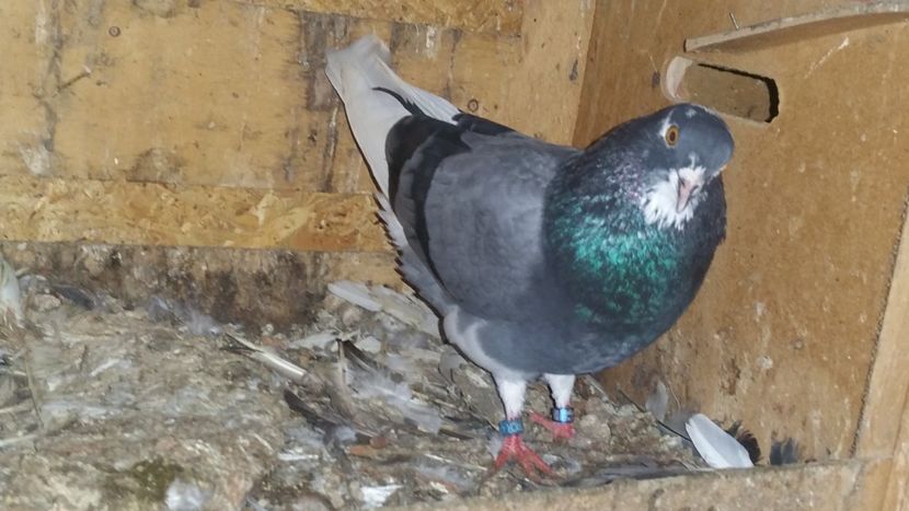  - Rolleri de Birmingham