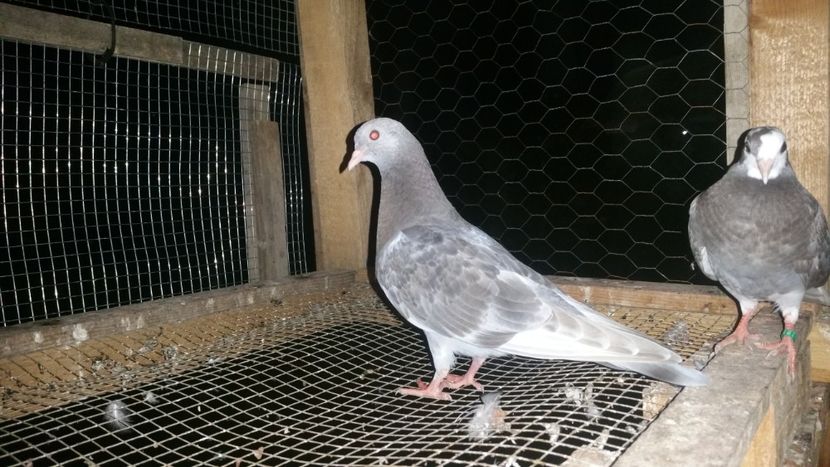  - Rolleri de Birmingham