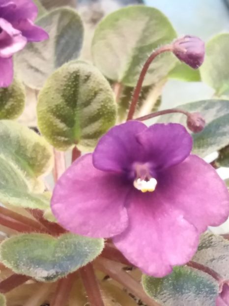  - ZZSensational Sandra