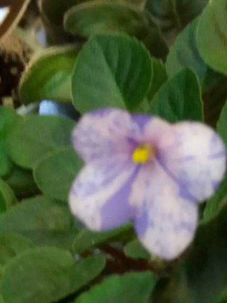  - ZZZFrosted Fantasy