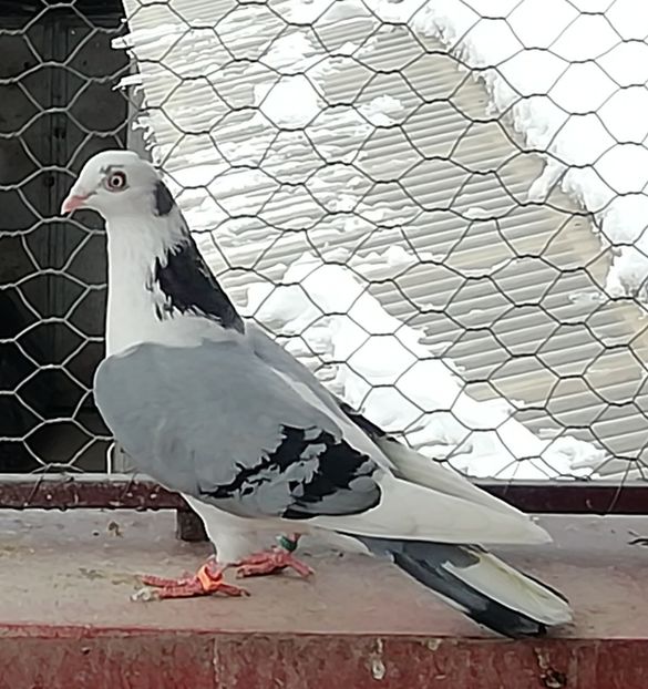  - A-- DE VANZARE JUCATORI DE GALATI