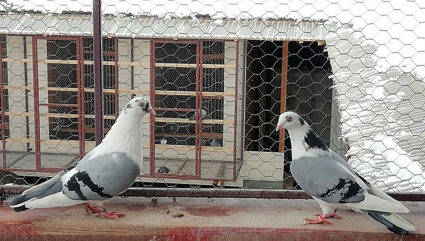  - A-- DE VANZARE JUCATORI DE GALATI