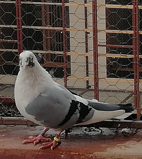  - A-- DE VANZARE JUCATORI DE GALATI