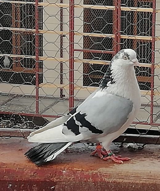  - A-- DE VANZARE JUCATORI DE GALATI