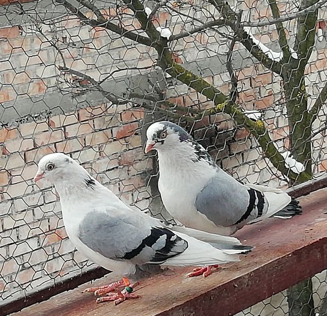  - A-- DE VANZARE JUCATORI DE GALATI