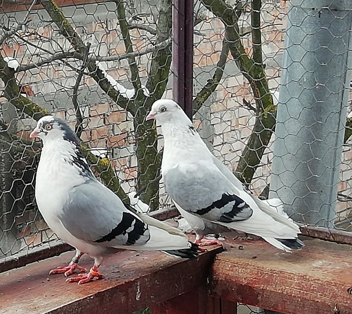  - A-- DE VANZARE JUCATORI DE GALATI