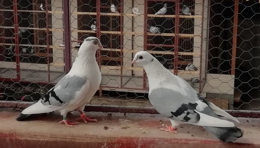  - A-- DE VANZARE JUCATORI DE GALATI