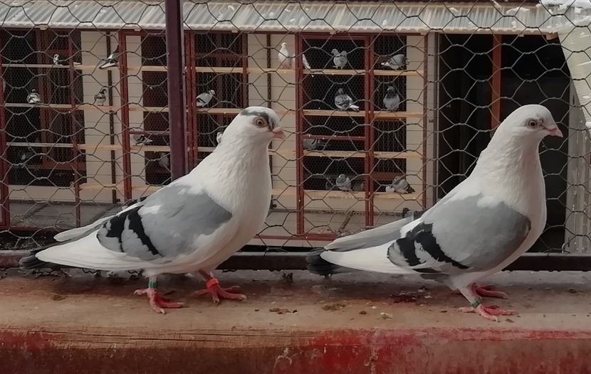  - A-- DE VANZARE JUCATORI DE GALATI