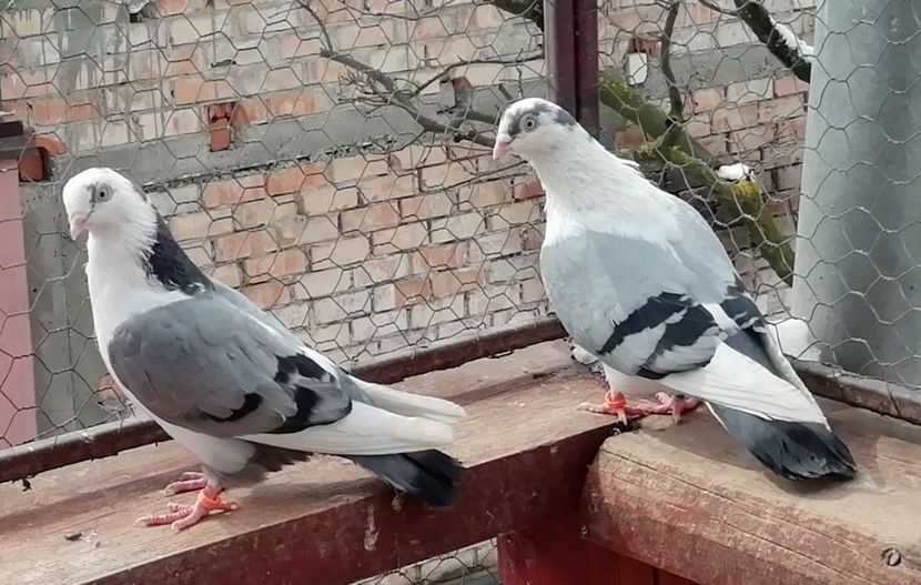  - A-- DE VANZARE JUCATORI DE GALATI