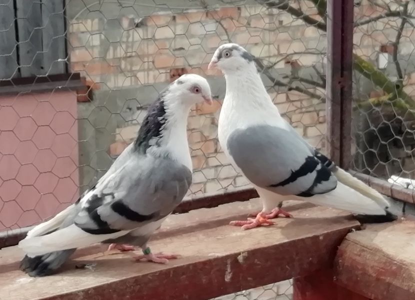  - A-- DE VANZARE JUCATORI DE GALATI