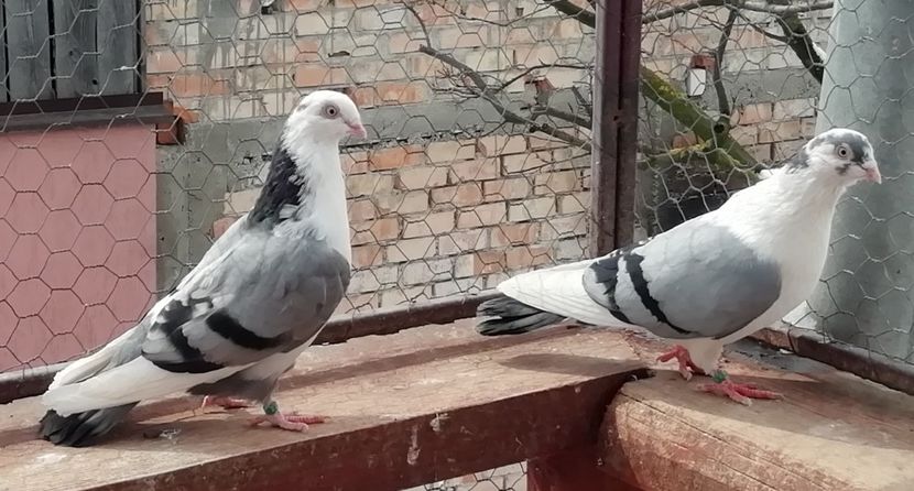  - A-- DE VANZARE JUCATORI DE GALATI