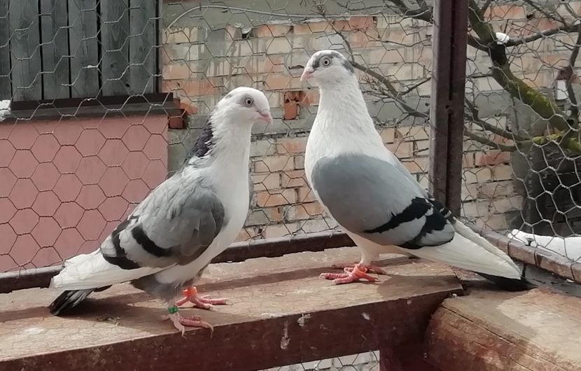  - A-- DE VANZARE JUCATORI DE GALATI