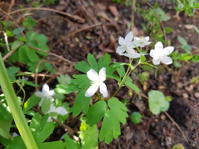 Anemone - 2020 Martie