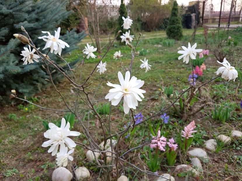 Magnolia stelatta - 2020 Martie