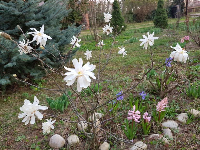 Magnolia stelata - 2020 Martie