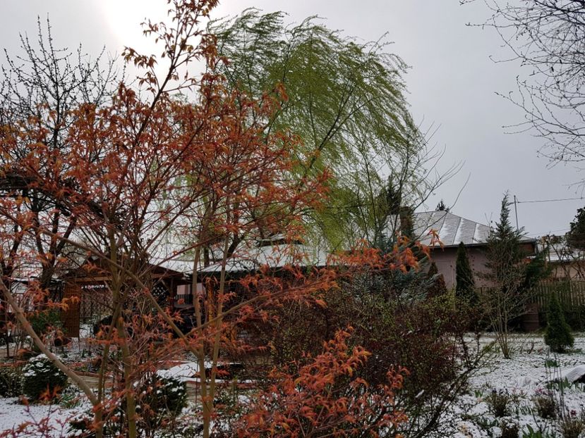 Acer Katsura si Salcie - 2020 Martie