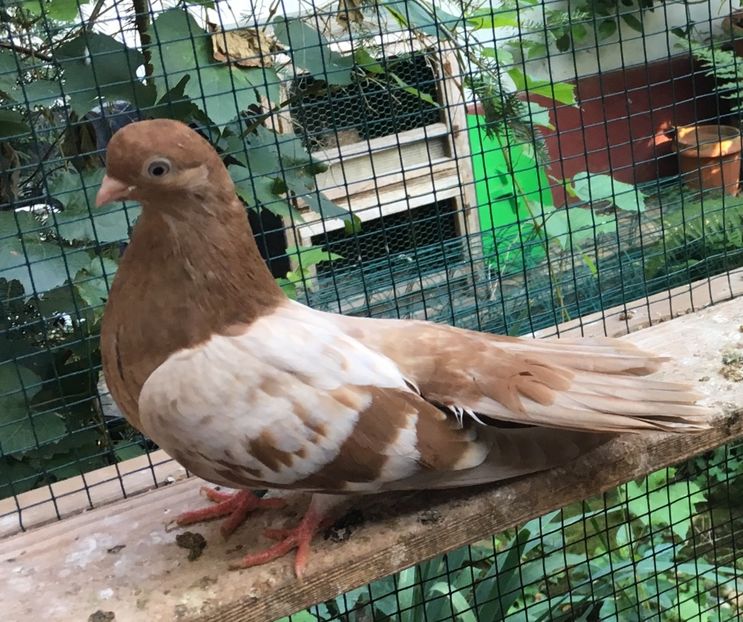 780C665C-325A-4C9B-9BB9-55D4FB30611E - gagii si topiti si bragagii