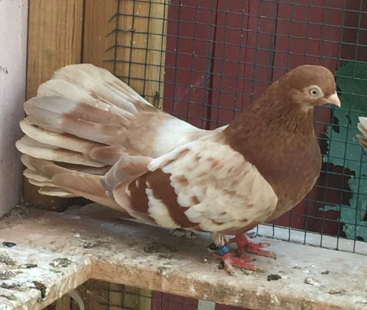 2A4561B3-D765-47E3-AEBB-092CCD07D7E1 - gagii si topiti si bragagii