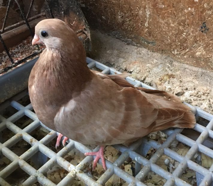 E325A497-4E3C-43FA-B075-D180A05C9A58 - gagii si topiti si bragagii