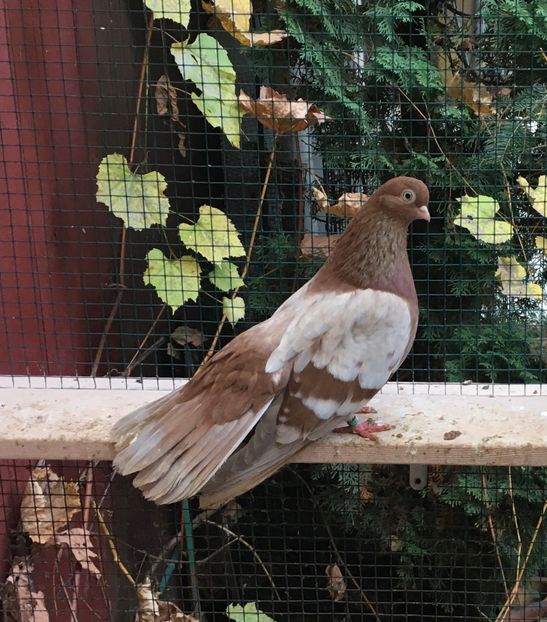 FA273A08-466E-48D4-B526-717BAF3B940D - gagii si topiti si bragagii