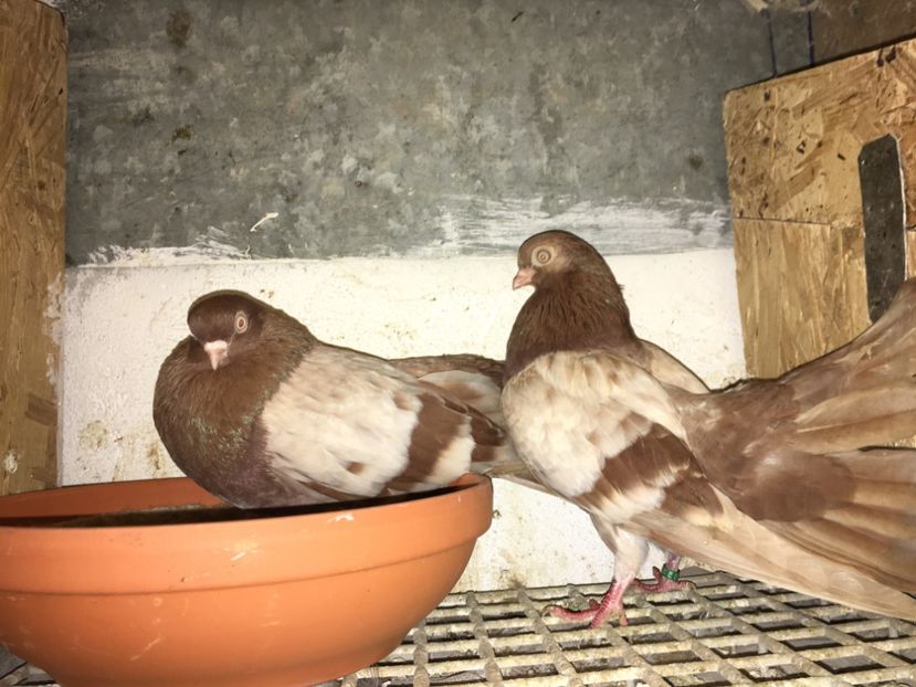 65F95494-D473-42F7-BAB5-3485DC0C1F1B - gagii si topiti si bragagii