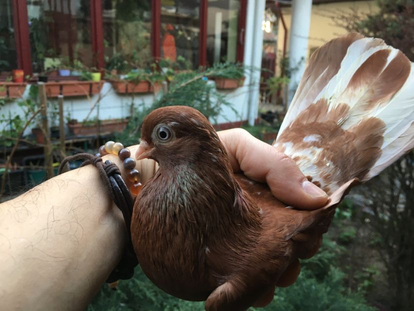 8C6E7C2C-D96E-4C75-B66B-5E25F274E752 - gagii si topiti si bragagii