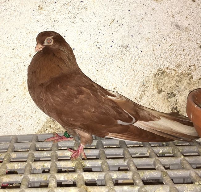 D6802FA8-B436-4BCB-9446-23A06F370E32 - gagii si topiti si bragagii