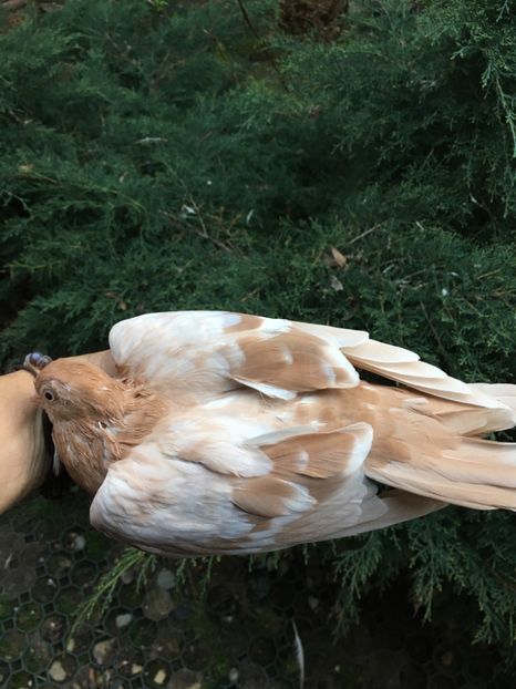 1D281F5E-1D1C-4A19-9B15-AFC4BFCD795D - gagii si topiti si bragagii