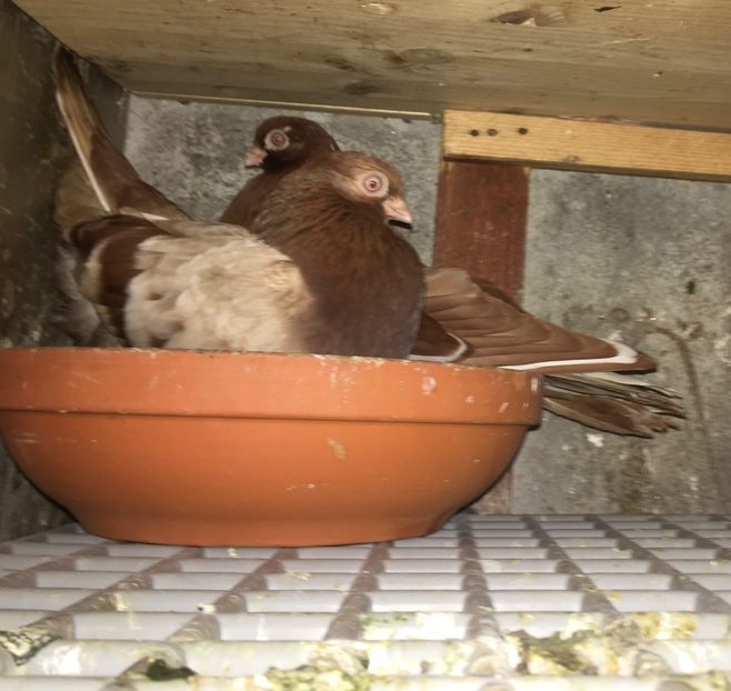 D5FDEECE-3DB5-49B7-983C-15925B9FB4CD - gagii si topiti si bragagii