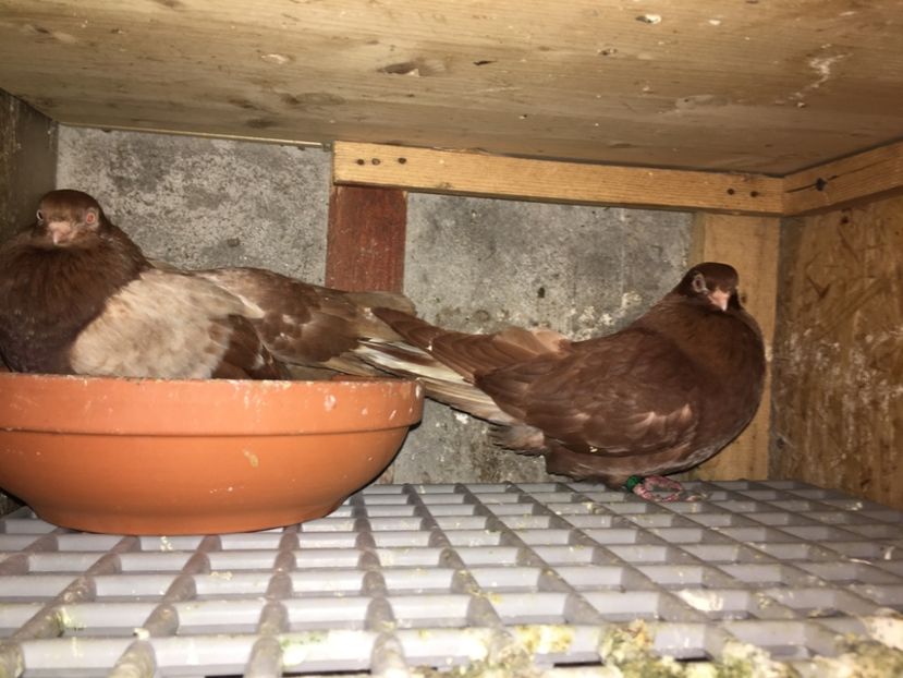 655E1585-21C8-4016-B270-08778B5311FD - gagii si topiti si bragagii