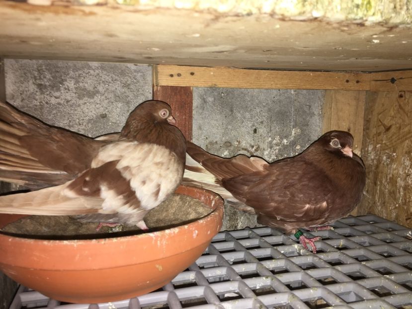 B31A257C-F6CA-4C47-9E69-1A04ED4C08F8 - gagii si topiti si bragagii