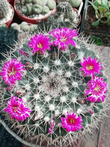  - cactusi si suculente 2020